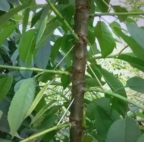 The technology of big cherry cultivation