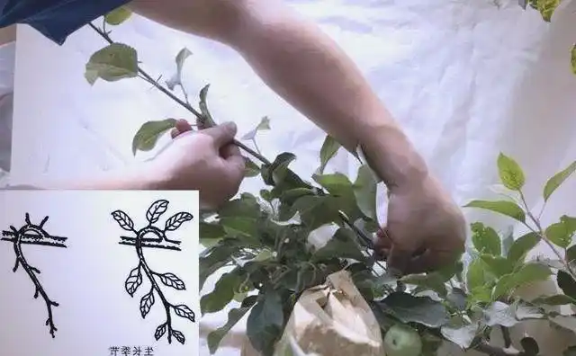 The technology of big cherry cultivation