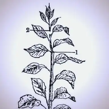 The technology of big cherry cultivation