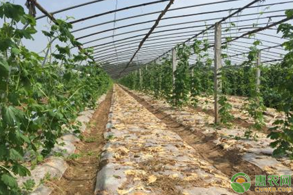 益智的种植技术