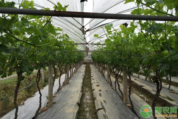 益智的种植技术