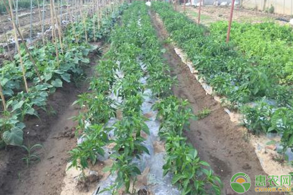 益智的种植技术