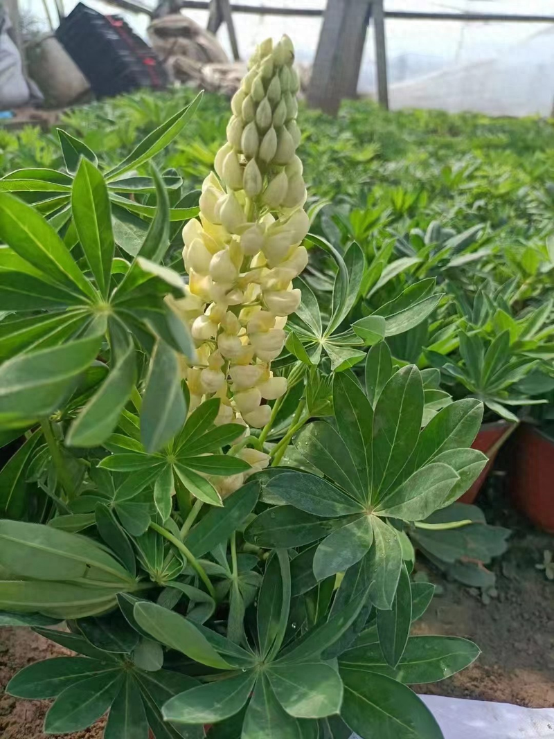 The method of planting the seeds of the luice flower