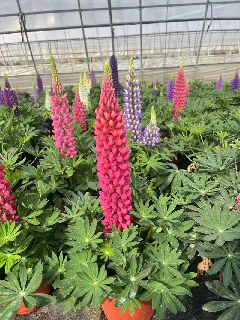 The method of planting the seeds of the luice flower