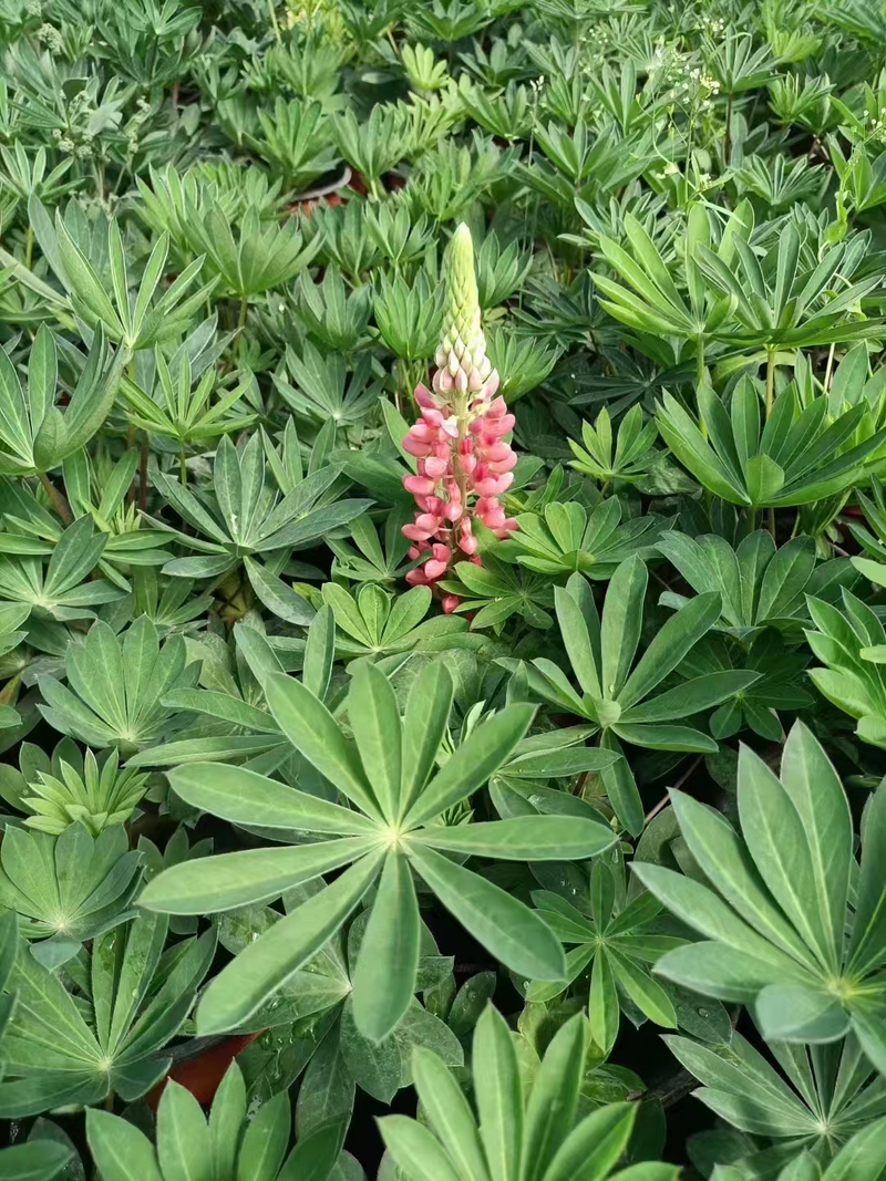 The method of planting the seeds of the luice flower