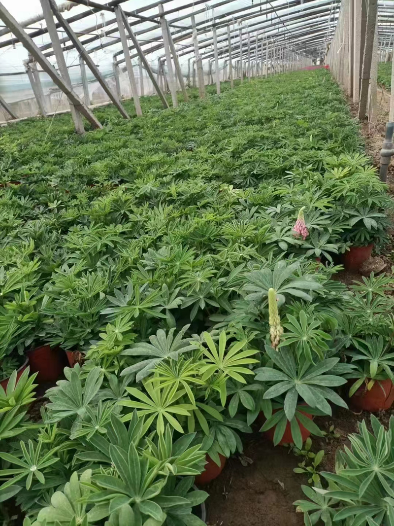 The method of planting the seeds of the luice flower