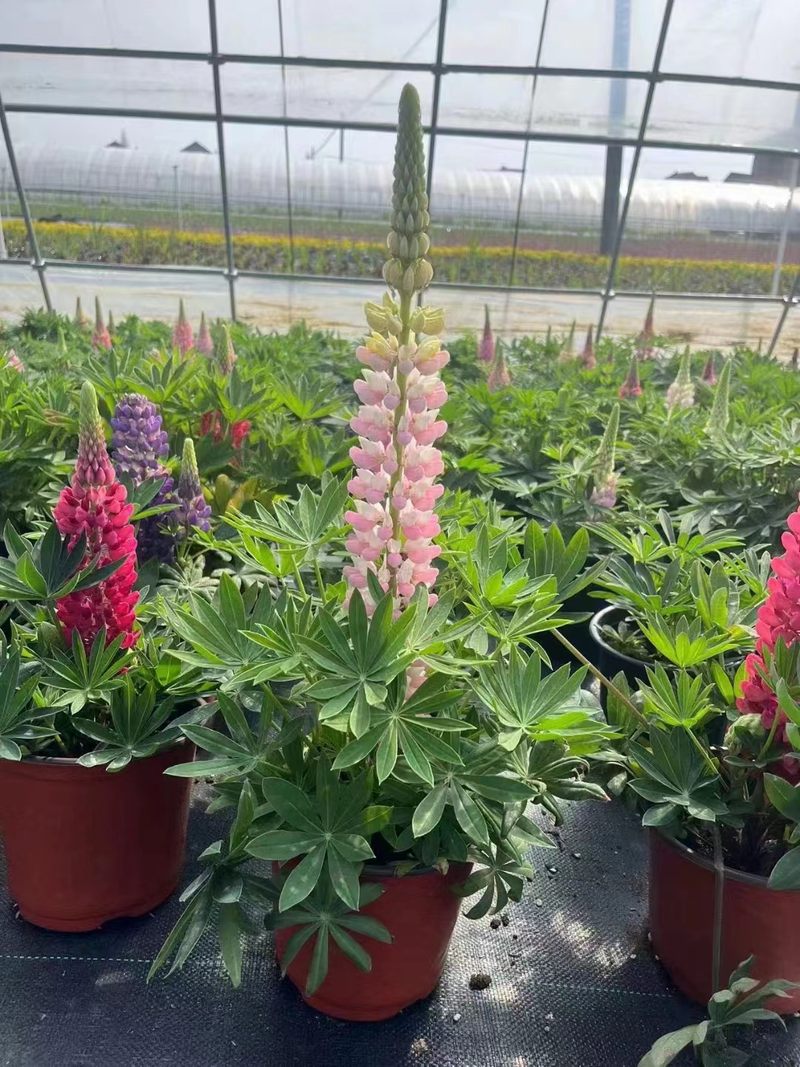 The method of planting the seeds of the luice flower