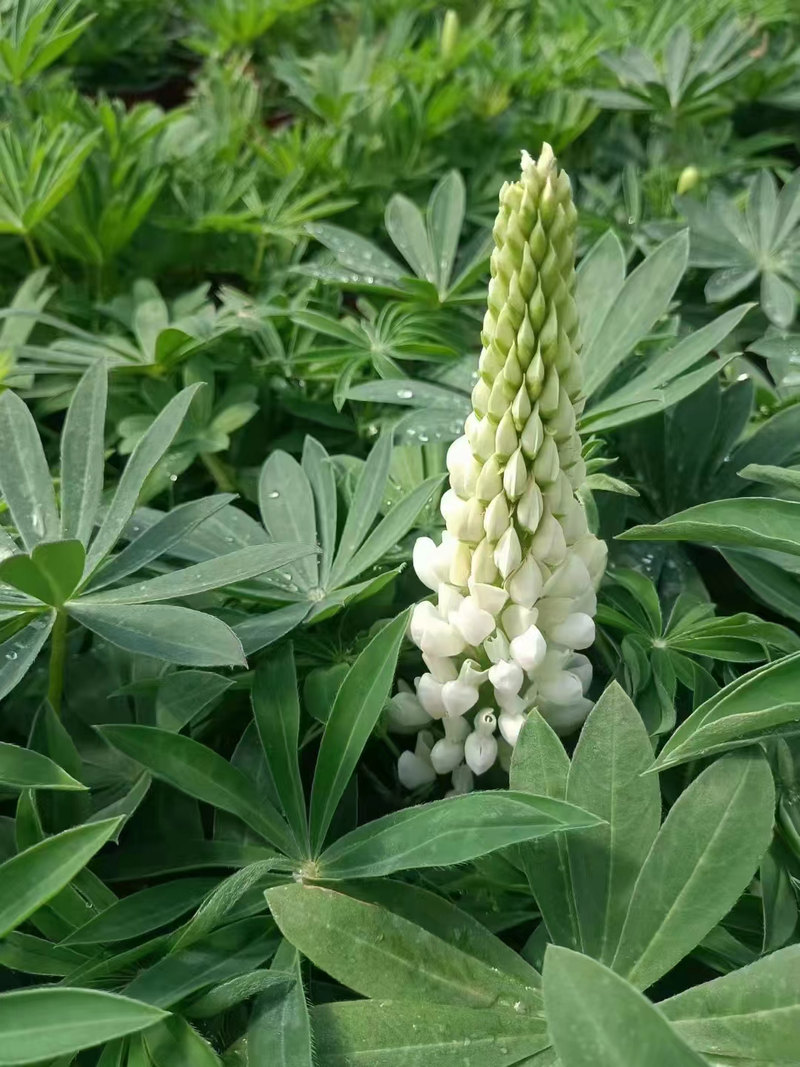 The method of planting the seeds of the luice flower