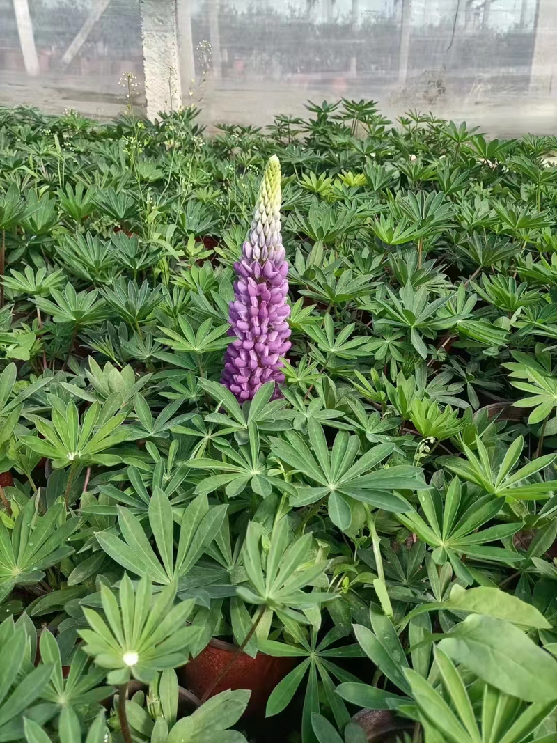 The method of planting the seeds of the luice flower