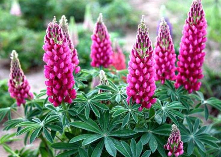 The method of planting the seeds of the luice flower