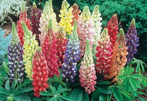 The method of planting the seeds of the luice flower