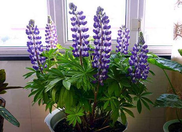 The method of planting the seeds of the luice flower