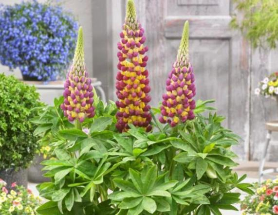 The method of planting the seeds of the luice flower