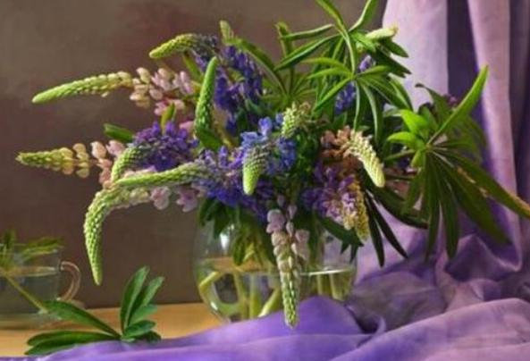 The method of planting the seeds of the luice flower