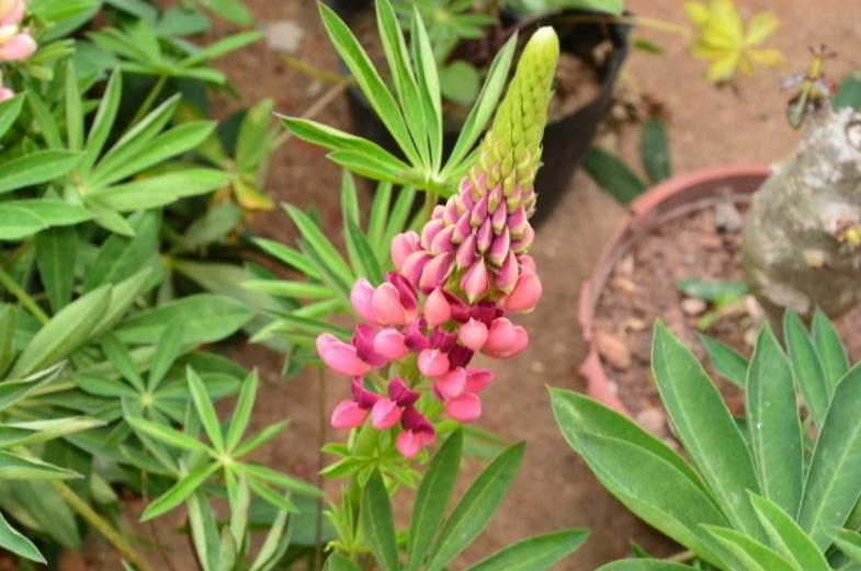 The method of planting the seeds of the luice flower