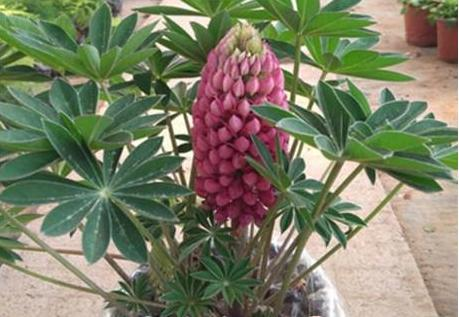 The method of planting the seeds of the luice flower