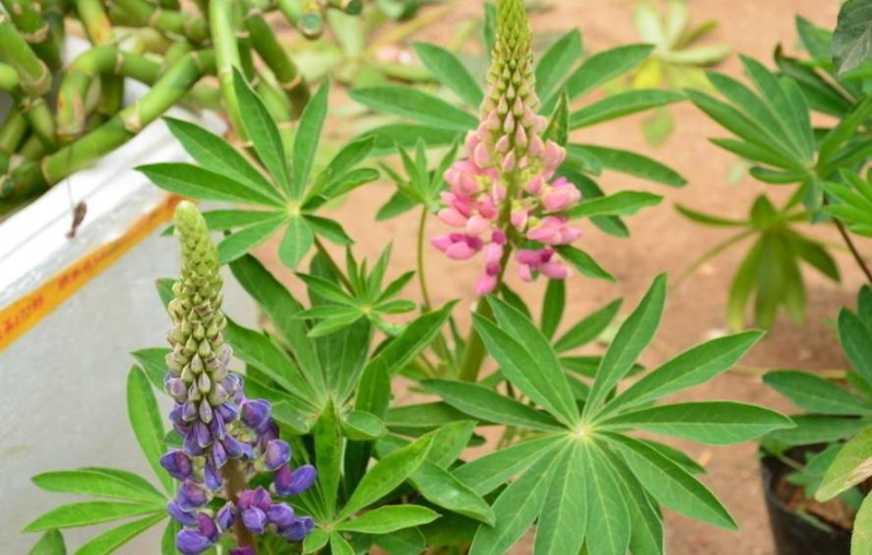 The method of planting the seeds of the luice flower