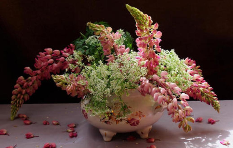 The method of planting the seeds of the luice flower