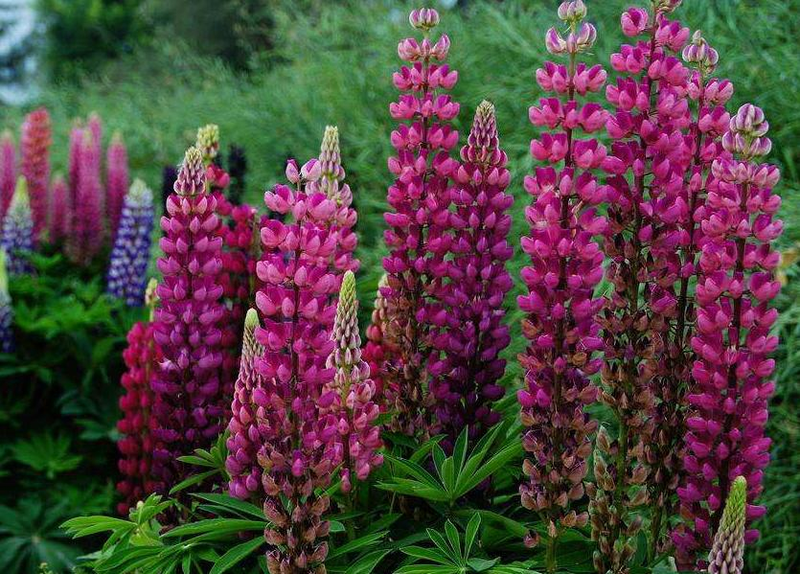 The method of planting the seeds of the luice flower