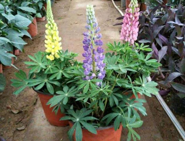 The method of planting the seeds of the luice flower