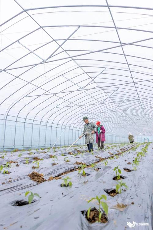 龙爪豆种植技术