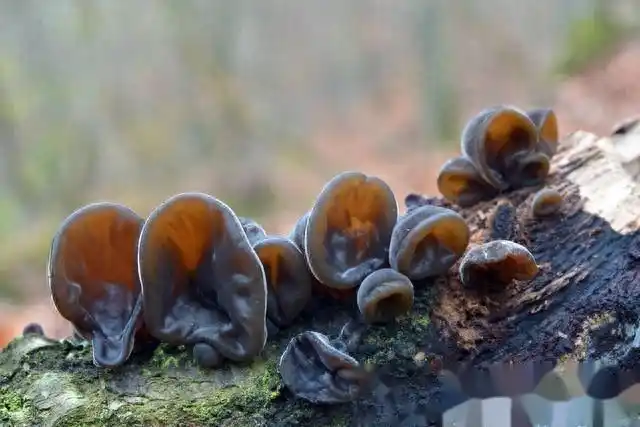 木耳的种植方法及季节