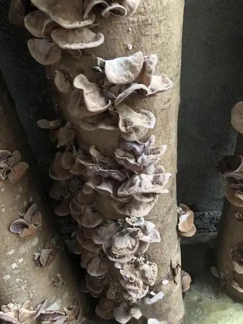 木耳的种植方法及季节