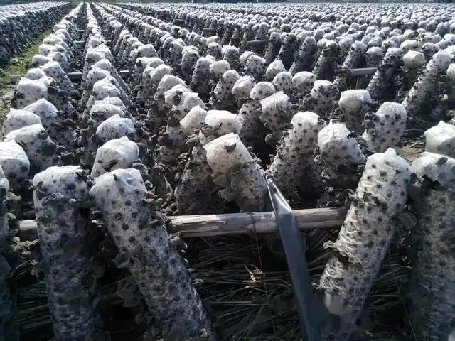 木耳的种植方法及季节
