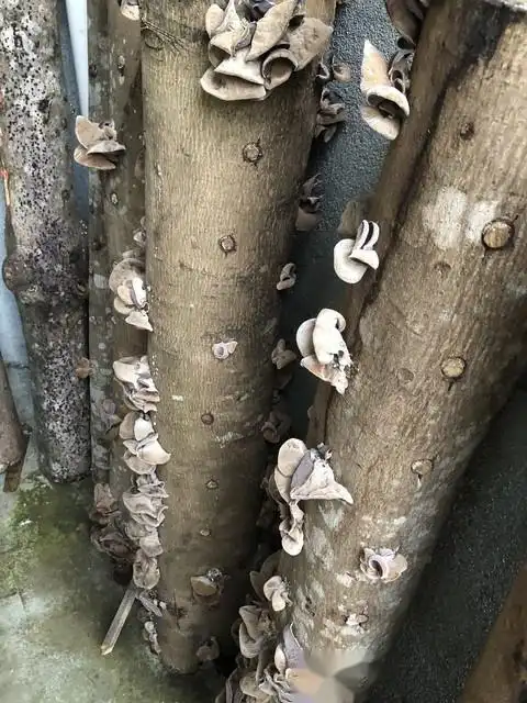 木耳的种植方法及季节