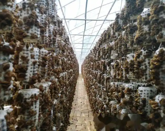 木耳的种植方法及季节