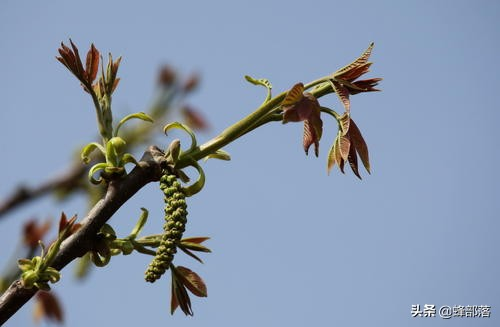 核桃树的种植技术