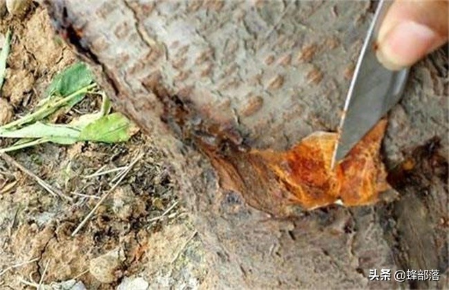 核桃树的种植技术