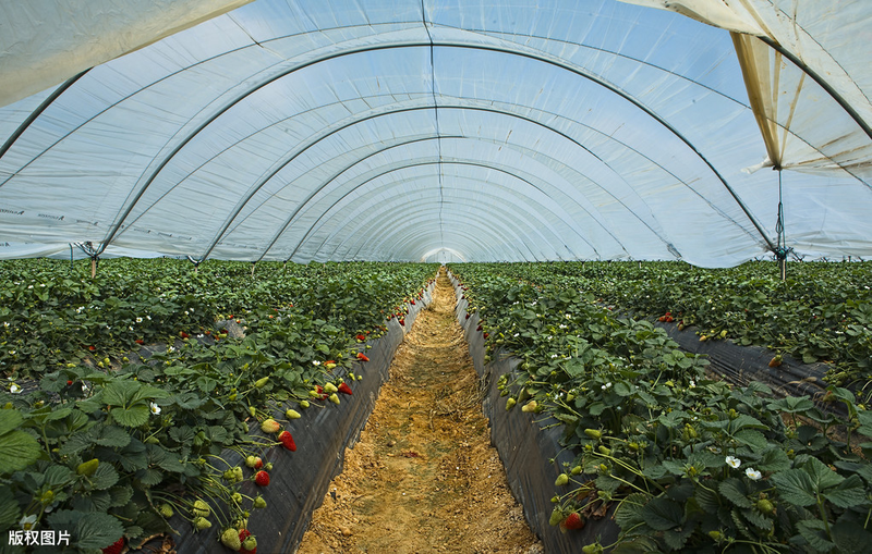 阳台草莓怎么种植方法