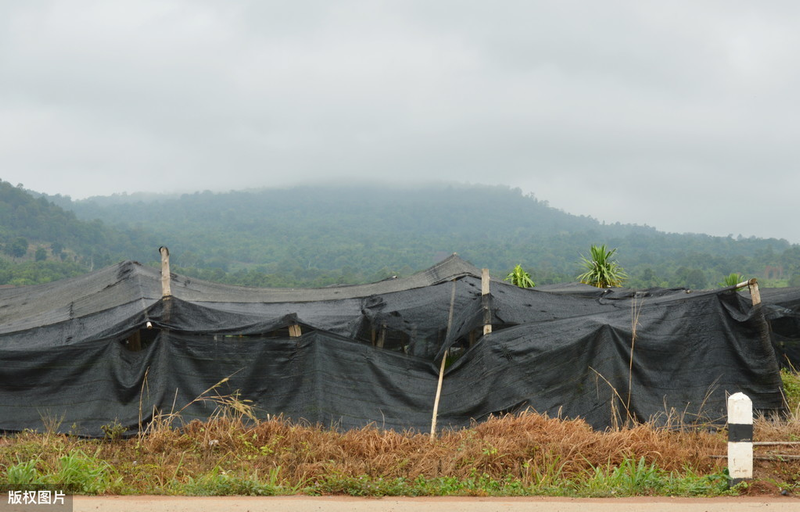 阳台草莓怎么种植方法