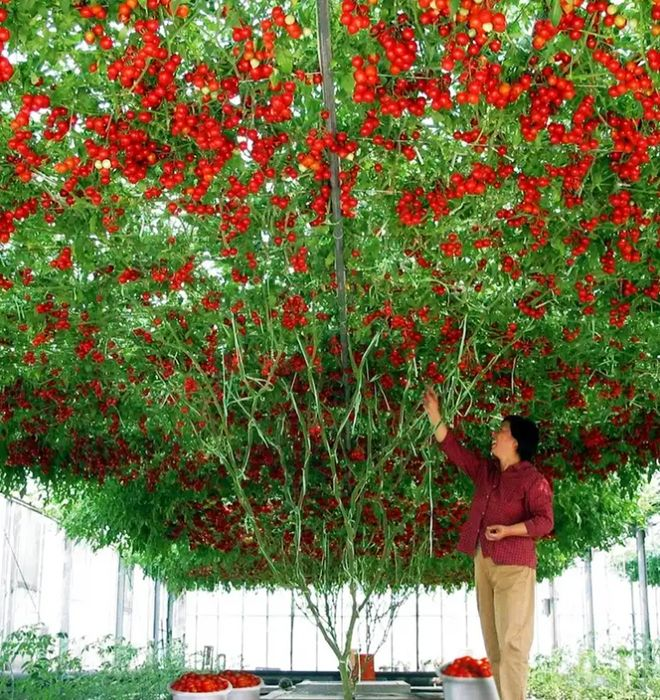 番茄树种植技术视频