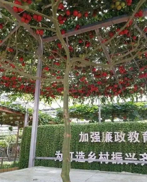 番茄树种植技术视频