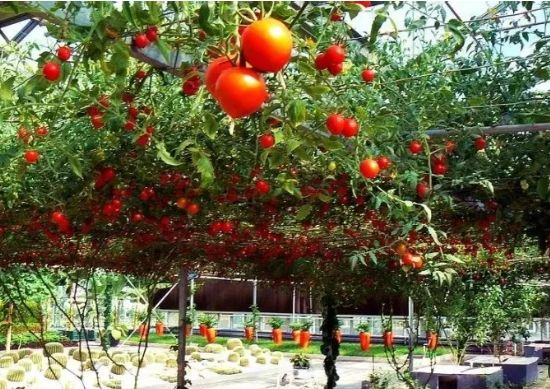 番茄树种植技术视频
