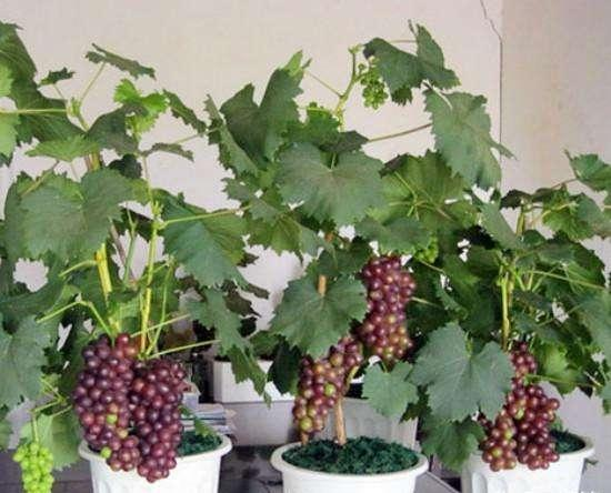 阳台草莓怎么种植方法