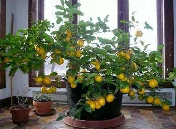 阳台草莓怎么种植方法