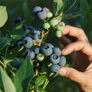 阳台草莓怎么种植方法