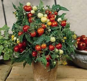 阳台草莓怎么种植方法