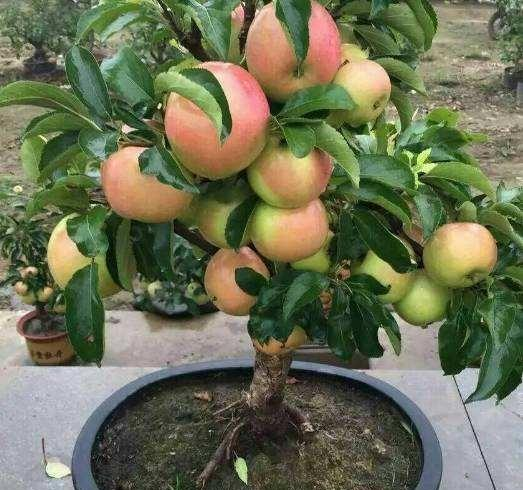 阳台草莓怎么种植方法