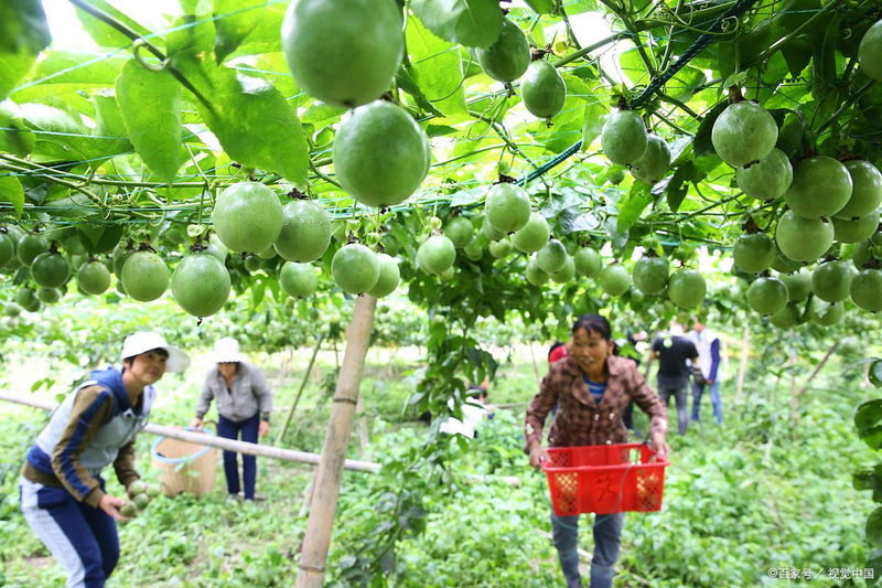 百香果种植方法