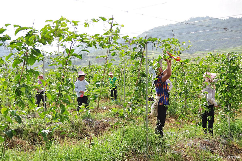 百香果种植方法