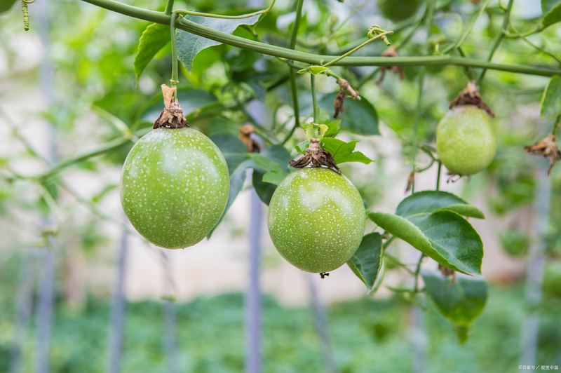 百香果种植方法