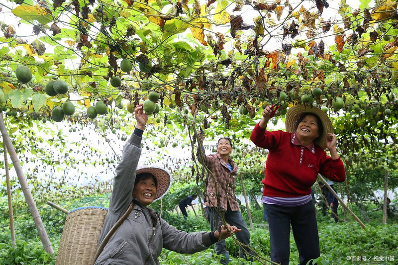百香果种植方法