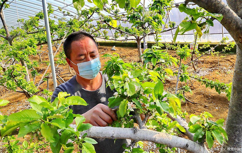 百香果种植方法