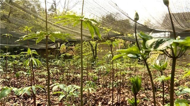 Methods of planting heavy buildings