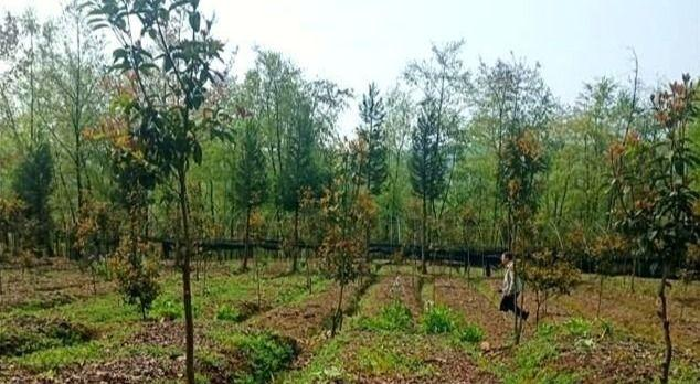 Methods of planting heavy buildings