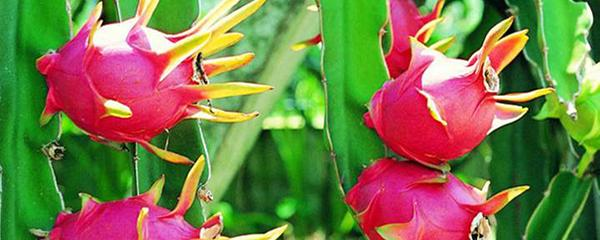 Pyramid cultivation techniques